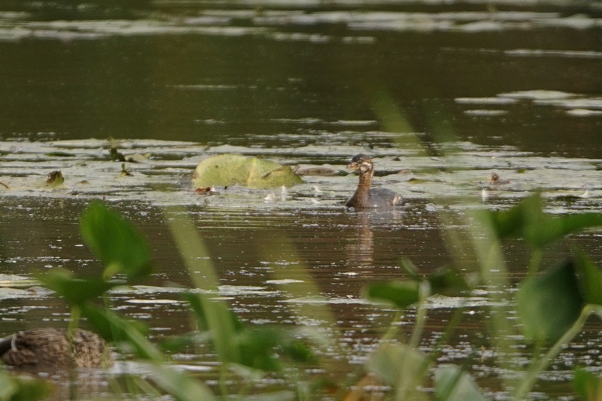 Pied-billed Grebe - ML377190081