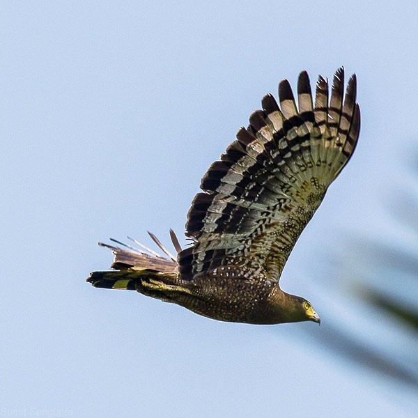 Crested Serpent-Eagle - ML377191141