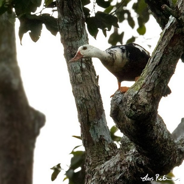 White-winged Duck - ML377191431