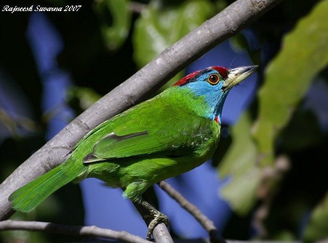 Blue-throated Barbet (Red-crowned) - ML377191821