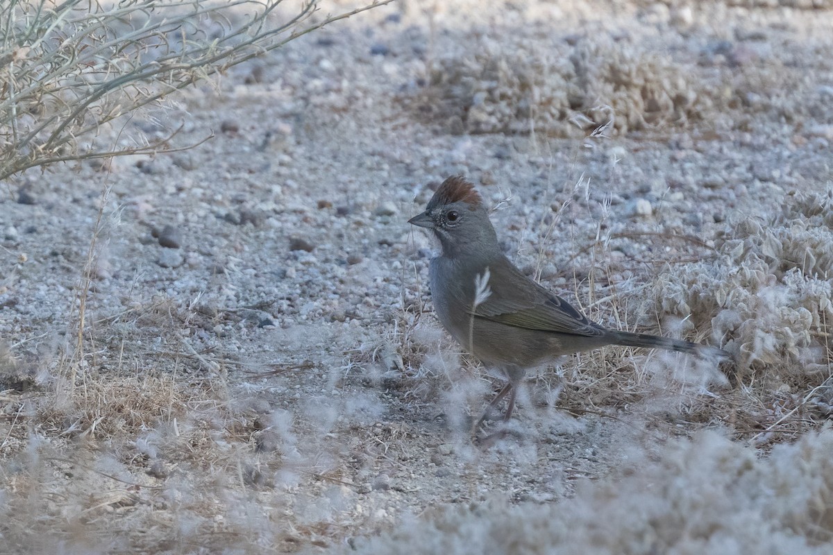 Green-tailed Towhee - Anonymous
