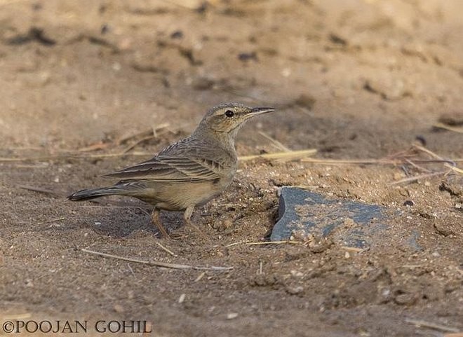 Long-billed Pipit (Persian) - ML377193241