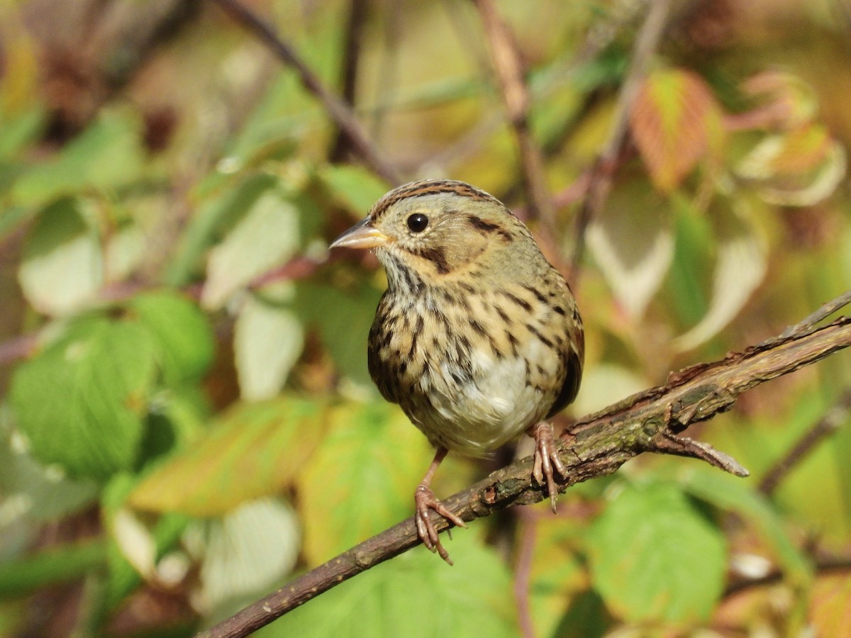 Lincoln's Sparrow - ML377193311