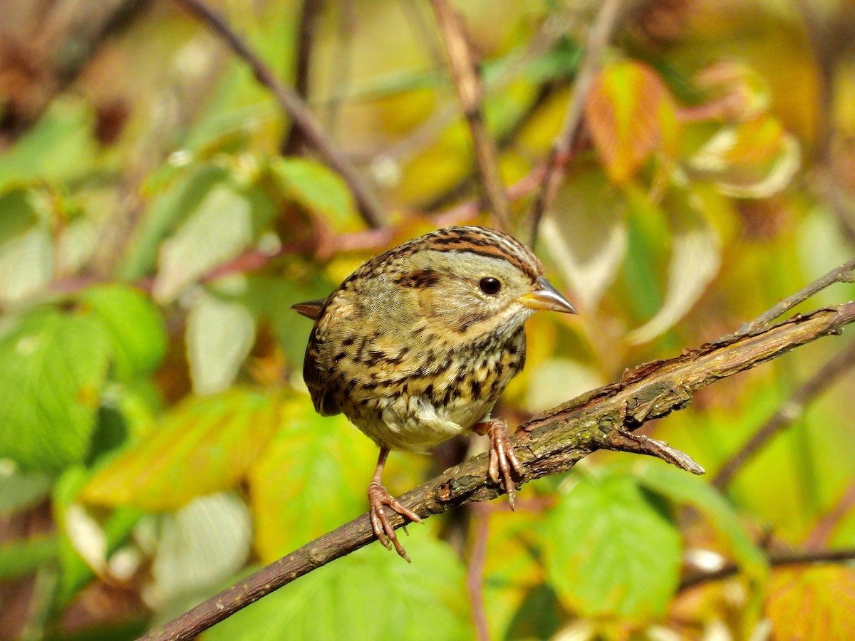 Lincoln's Sparrow - Sean McHugh