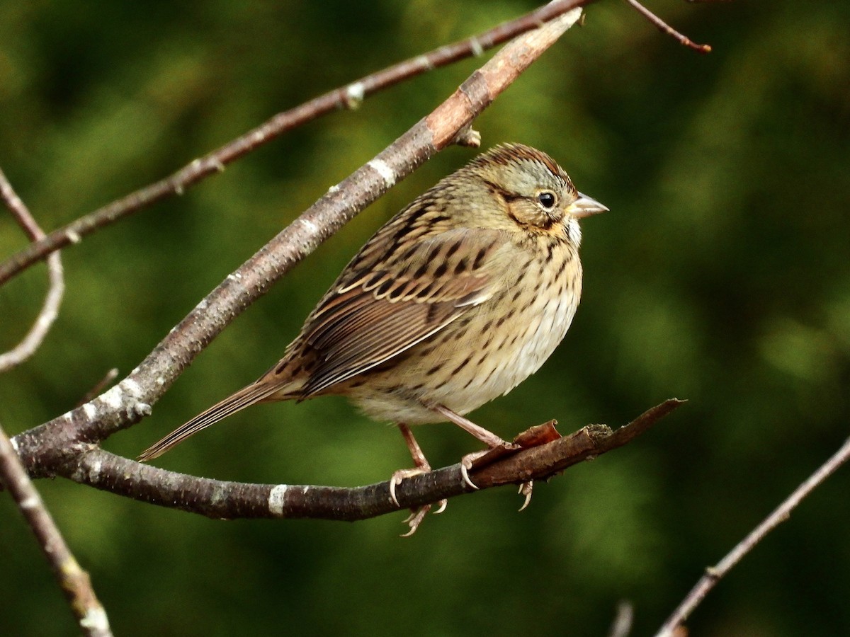 Lincoln's Sparrow - ML377193381