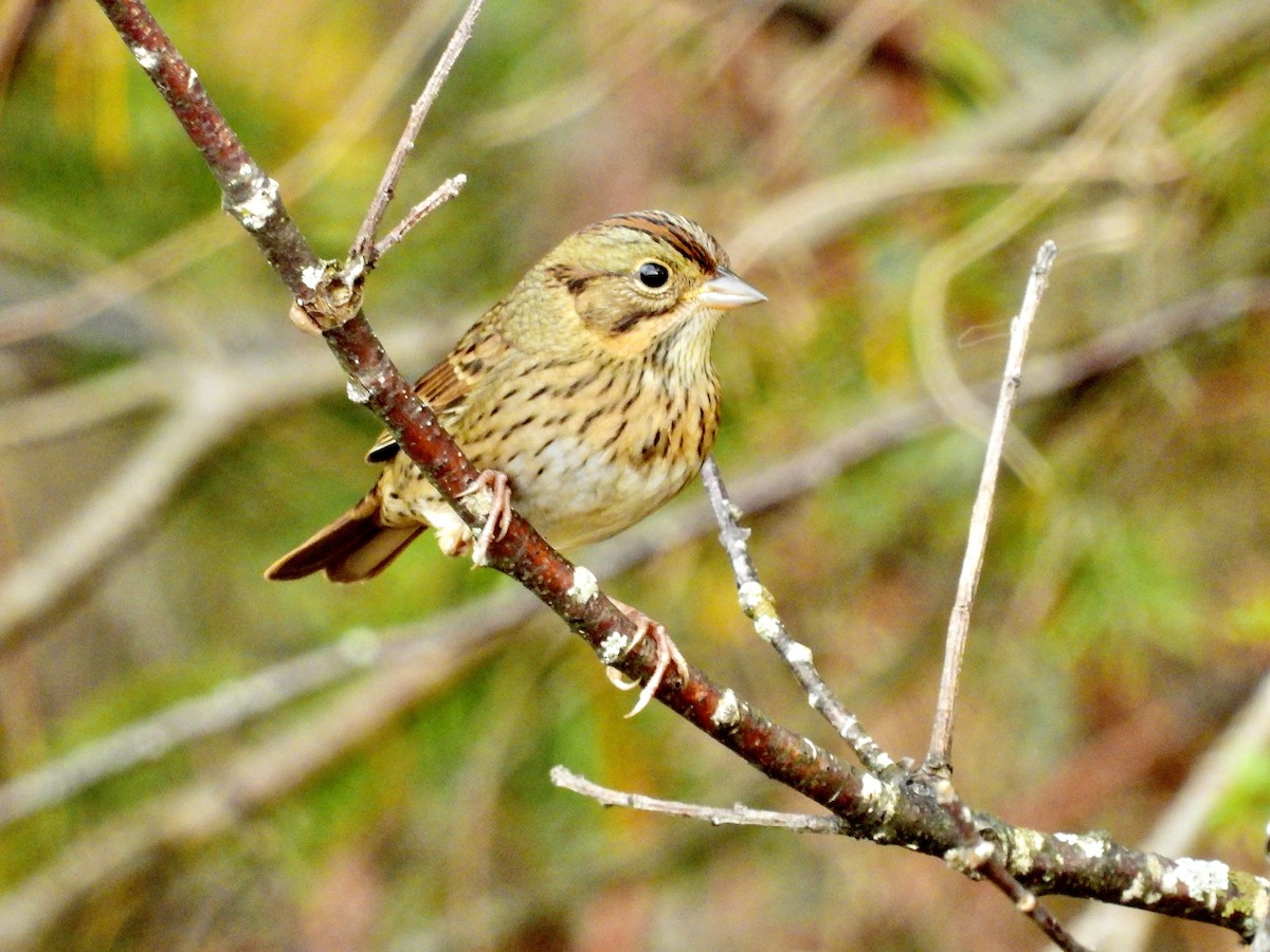 Lincoln's Sparrow - ML377193391