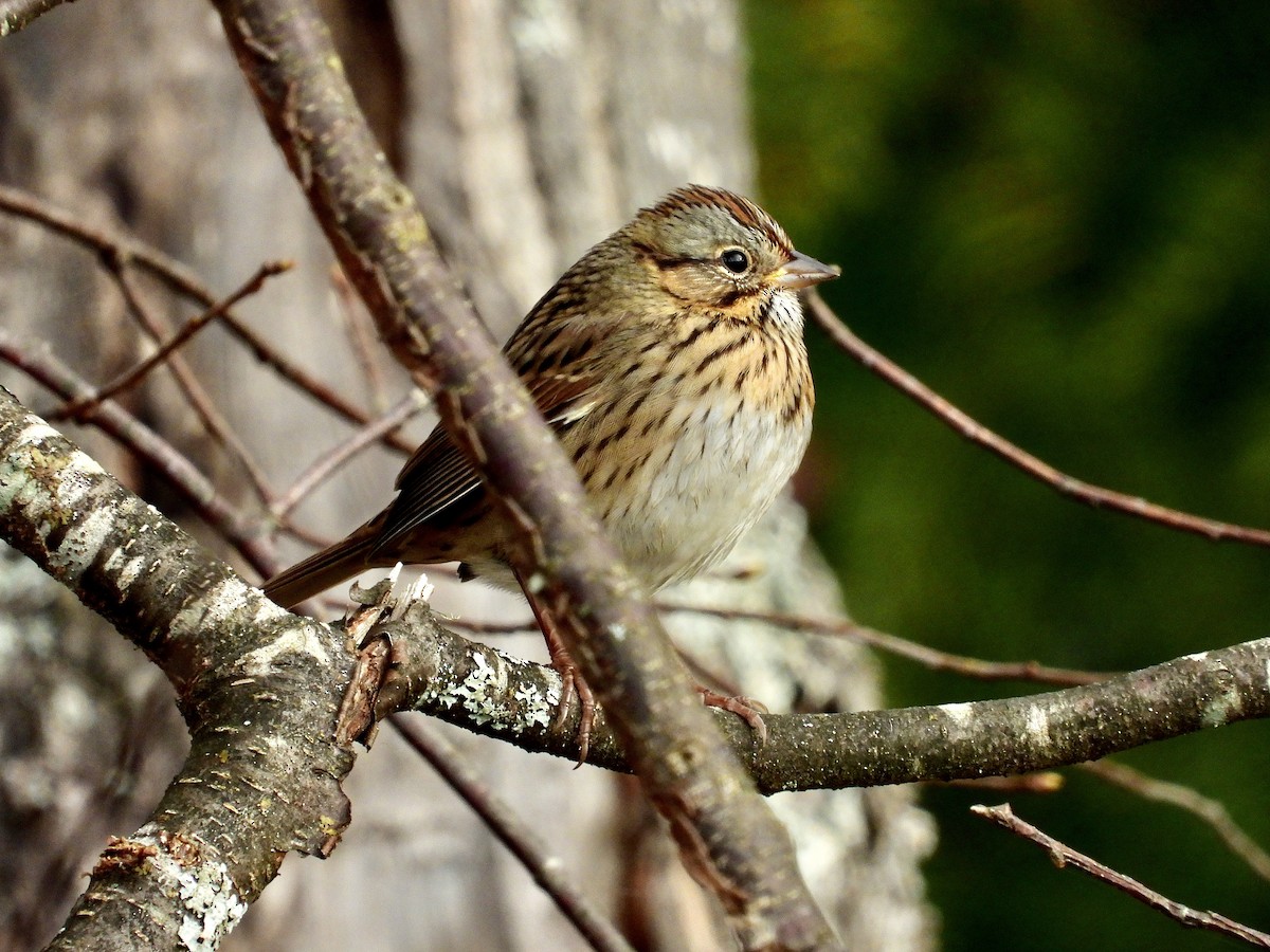 Lincoln's Sparrow - ML377193491