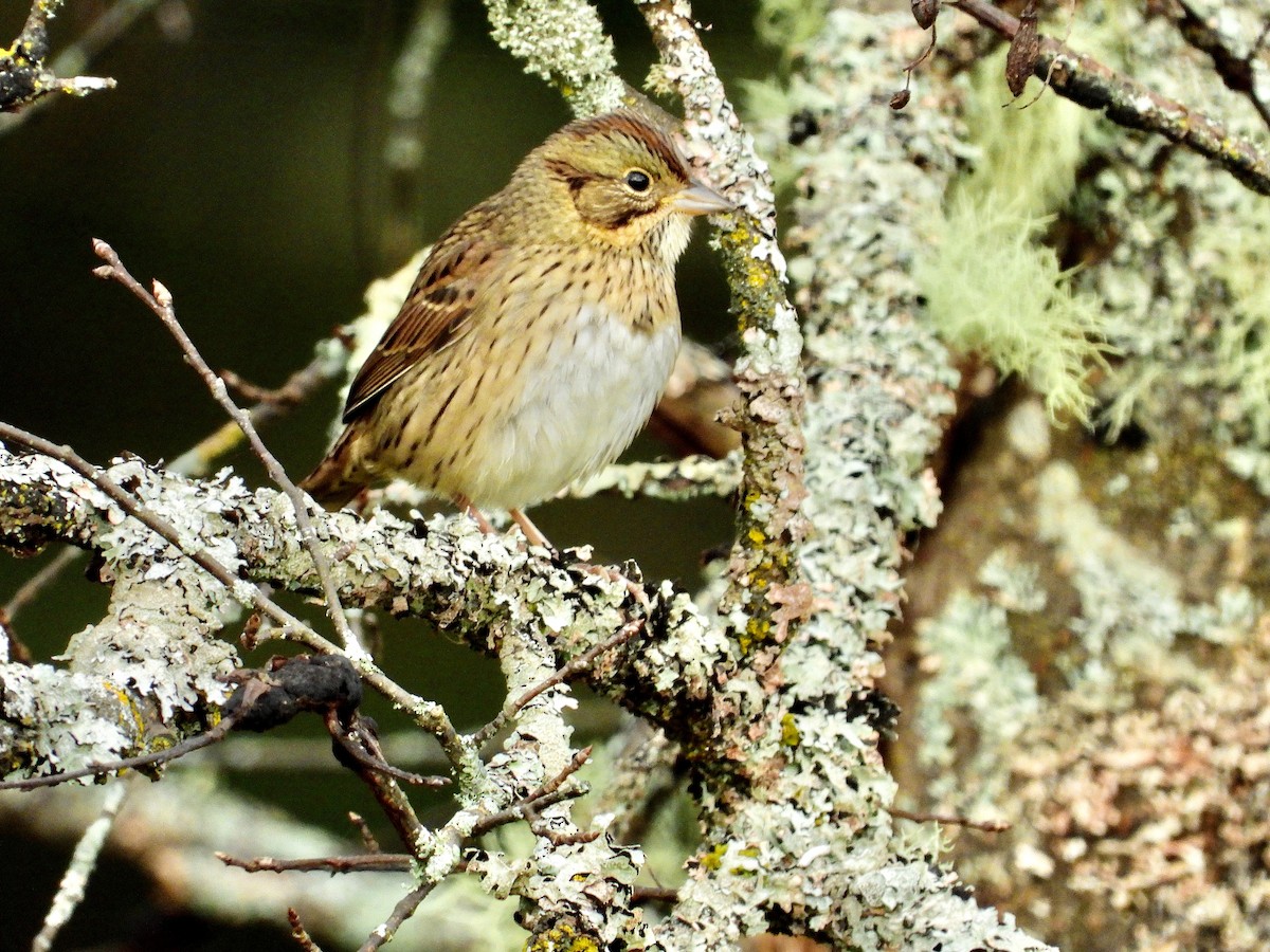 Lincoln's Sparrow - ML377193561