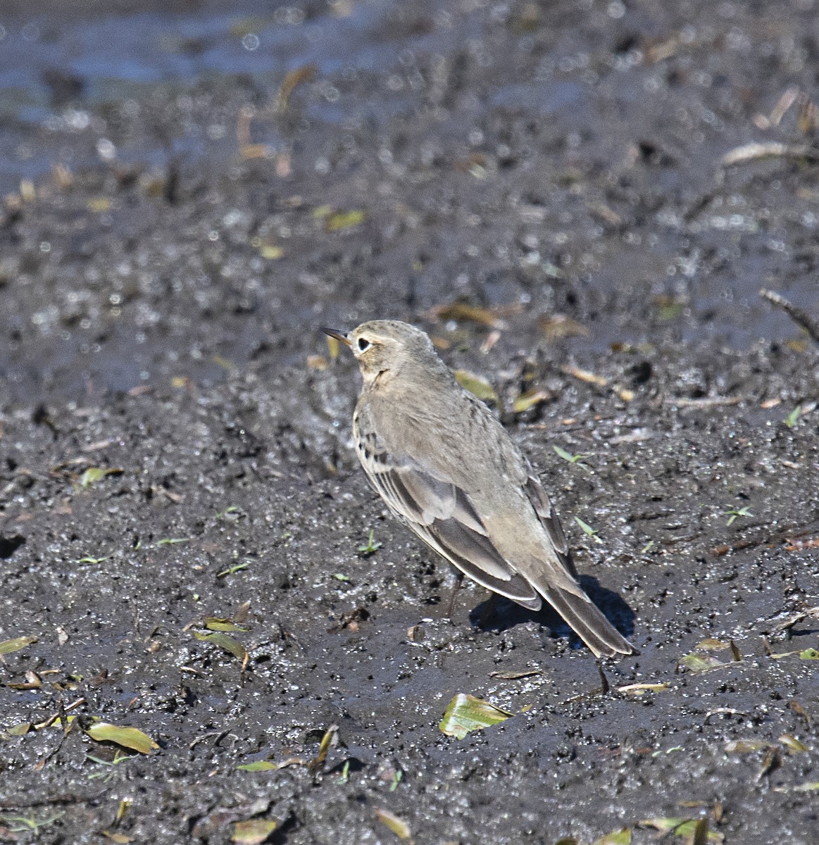 American Pipit - Terry  Hurst