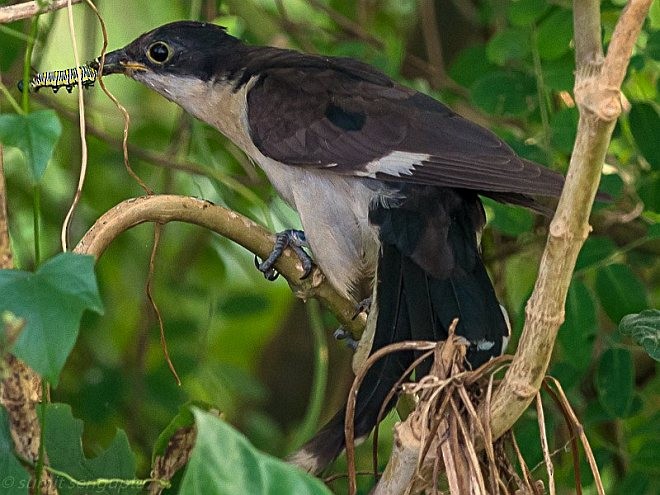 Pied Cuckoo - Sumit  Sengupta