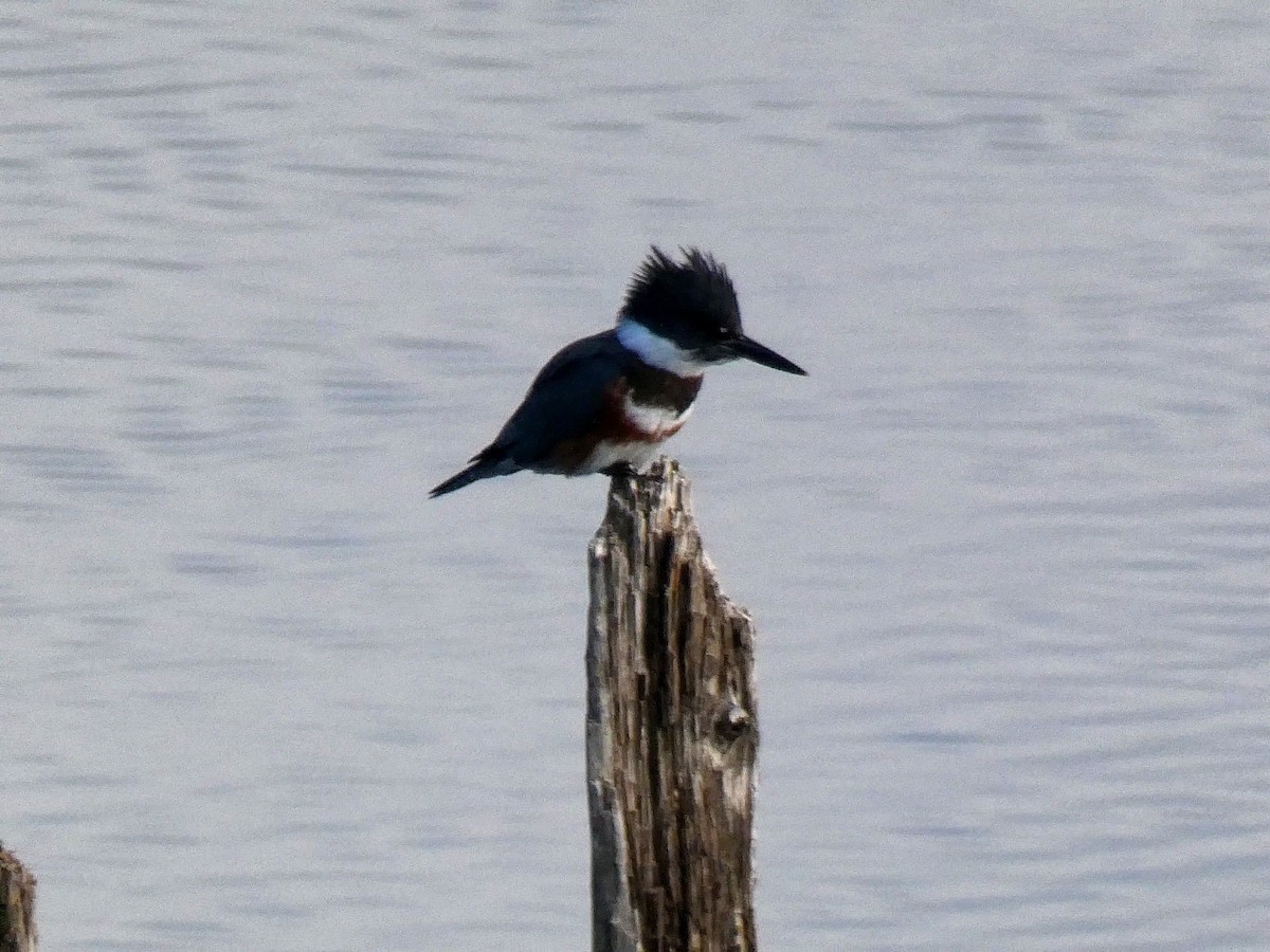 Belted Kingfisher - ML377194691