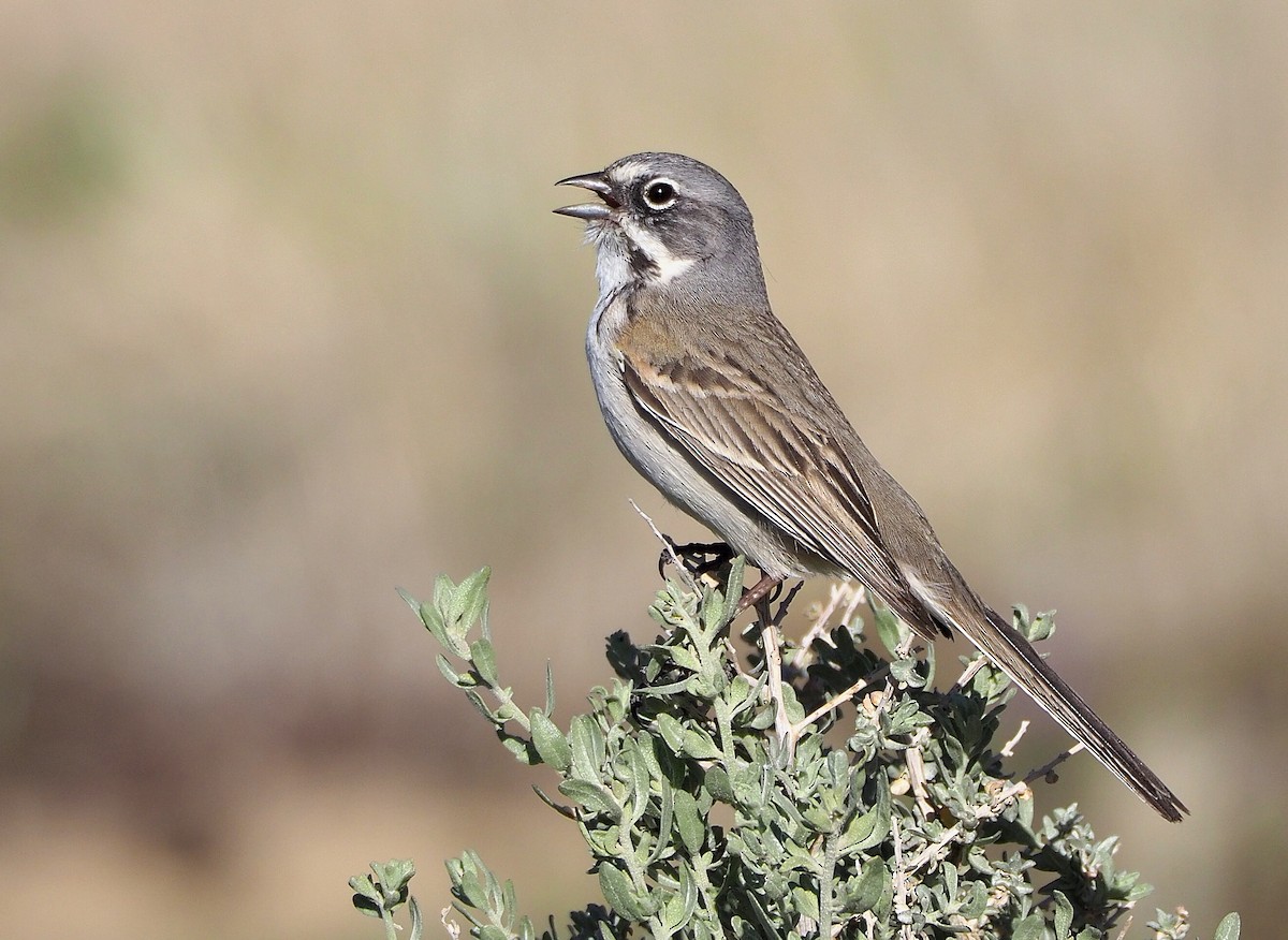 Bell's Sparrow - ML377195361