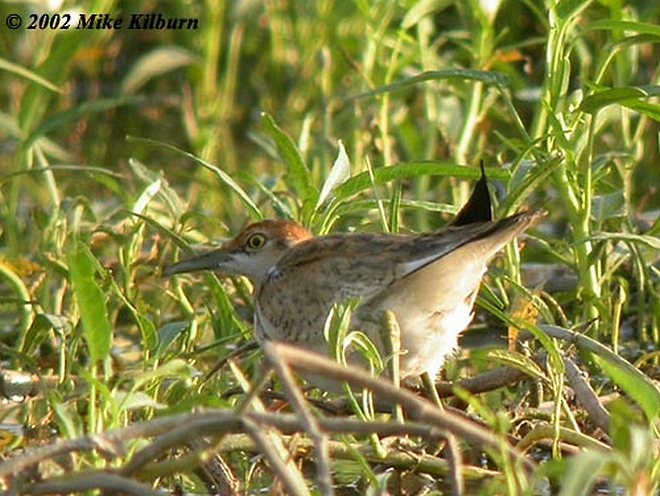 Pheasant-tailed Jacana - ML377196351