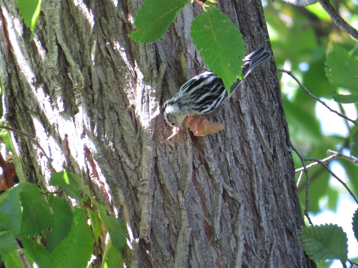 Black-and-white Warbler - Ken Orich