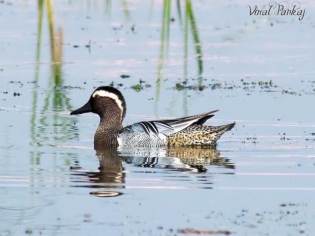 Garganey - ML377199101