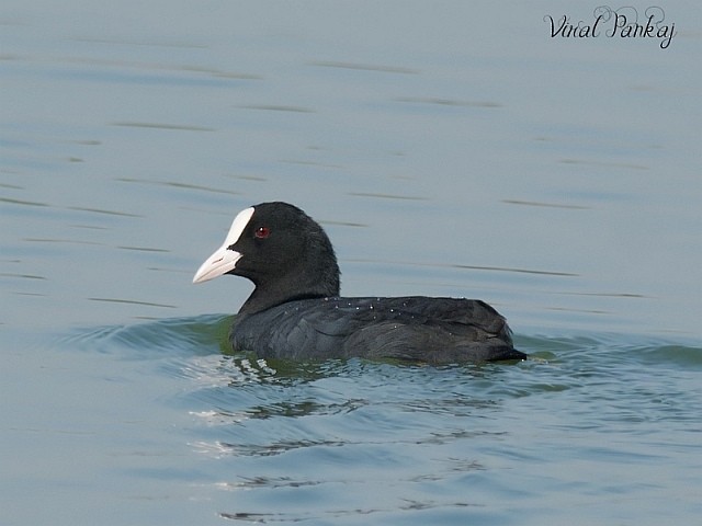 Eurasian Coot - ML377199121