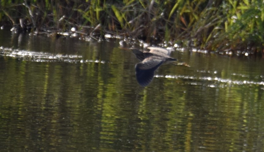 Little Bittern - ML377199401