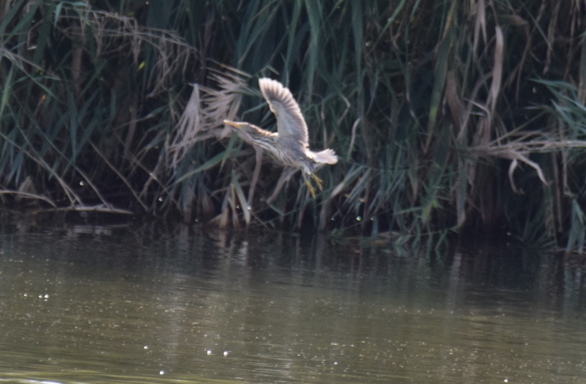 Little Bittern - ML377199501