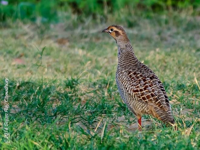 Gray Francolin - ML377199521