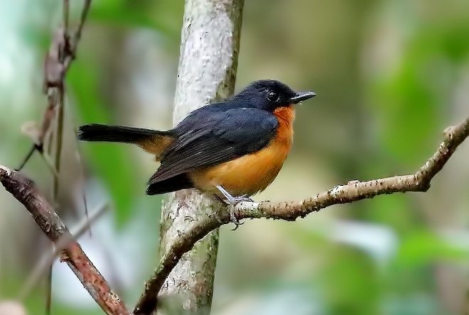 Cinnamon-chested Flycatcher - ML377200201