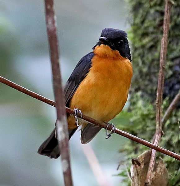 Cinnamon-chested Flycatcher - Anthony Sawbridge