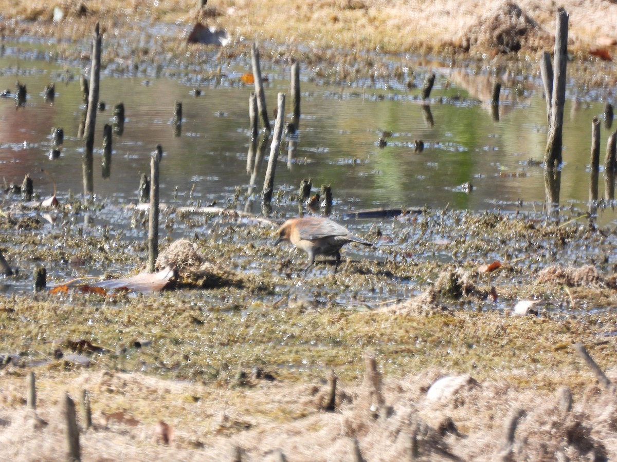 Rusty Blackbird - Cary Hillegonds