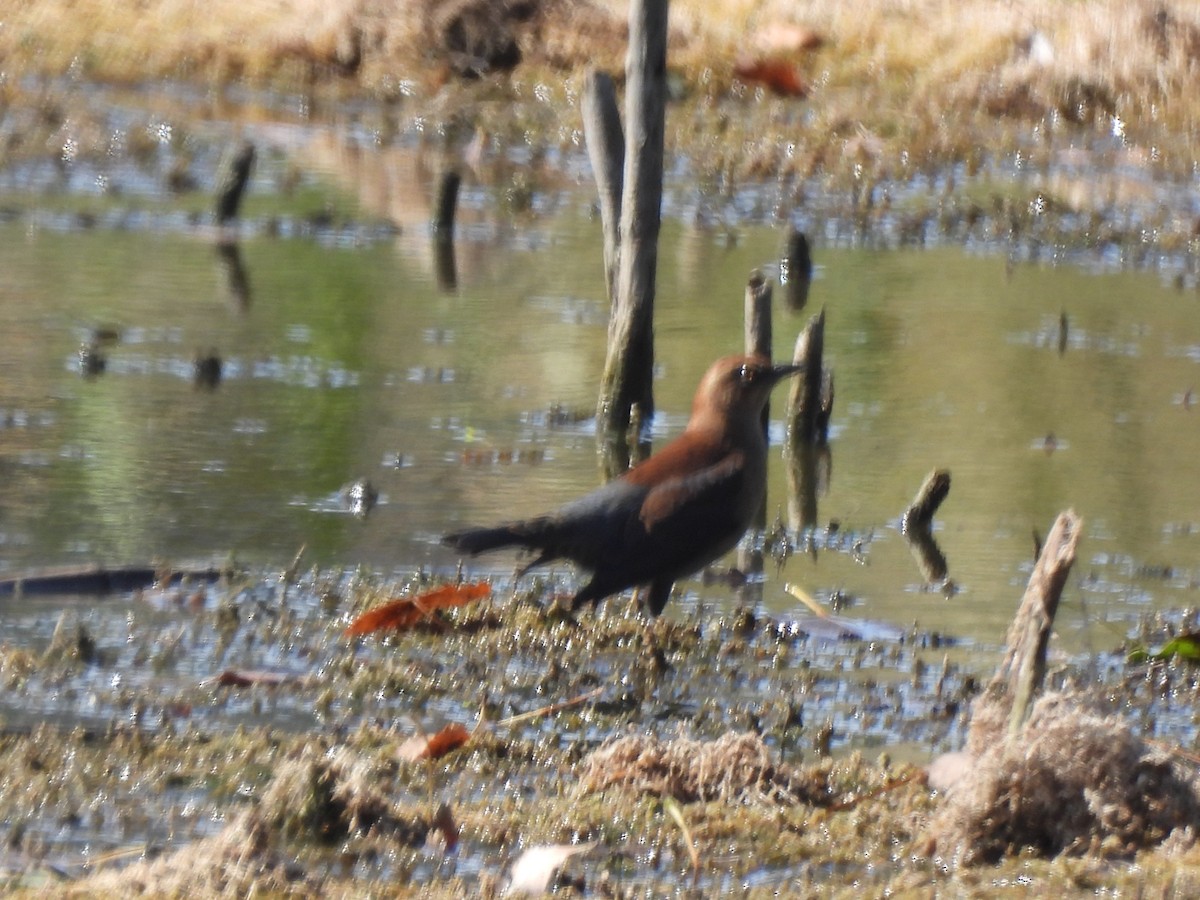 Rusty Blackbird - ML377200361