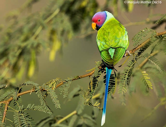 Plum-headed Parakeet - Manjula Mathur