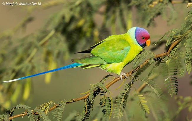 Plum-headed Parakeet - Manjula Mathur