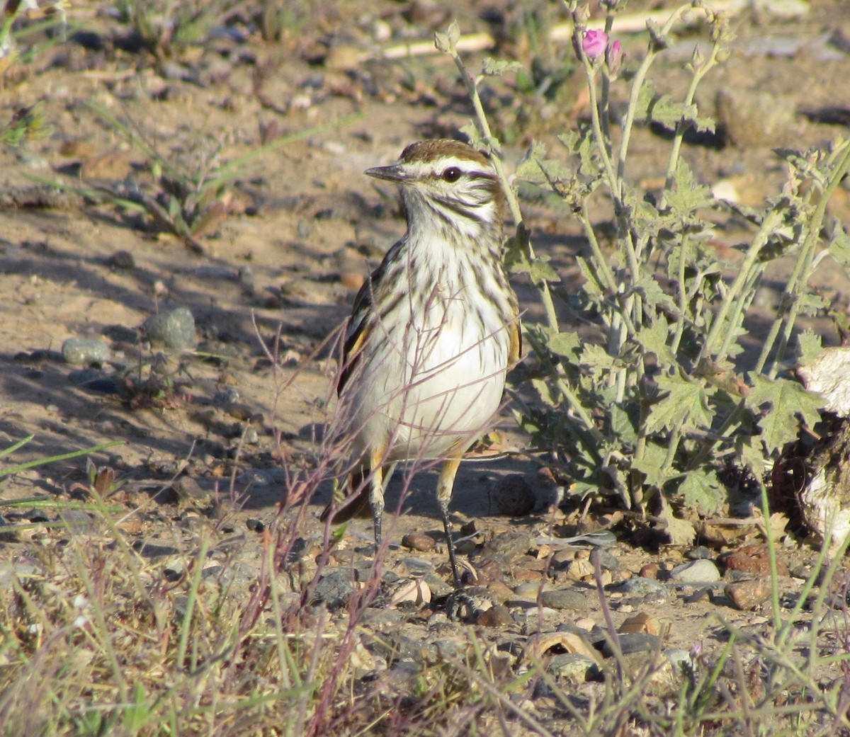 rustryggtyrann - ML377200951