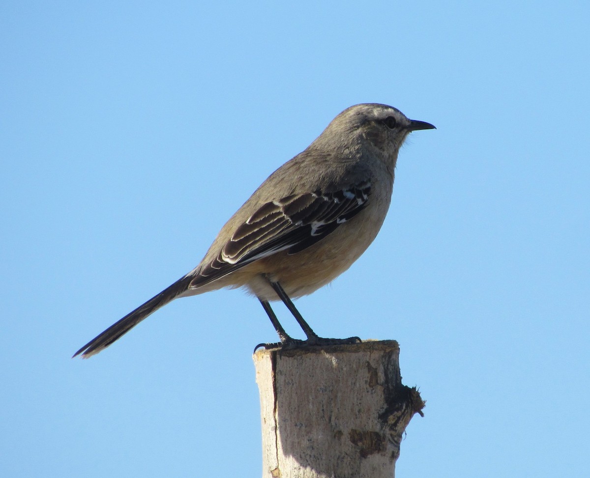 patagoniaspottefugl - ML377201131