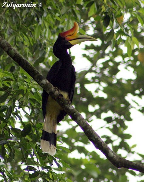 Rhinoceros Hornbill - ML377201301