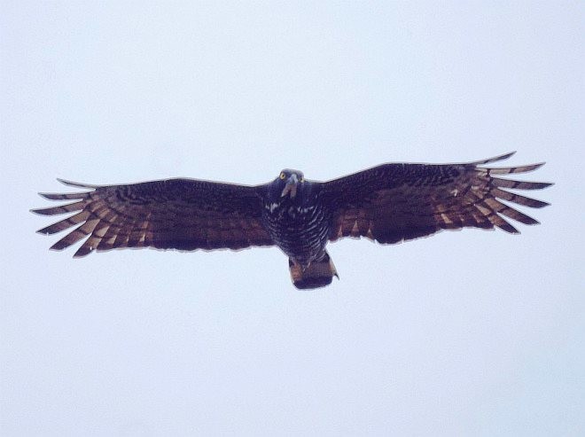 Blyth's Hawk-Eagle - ML377201601