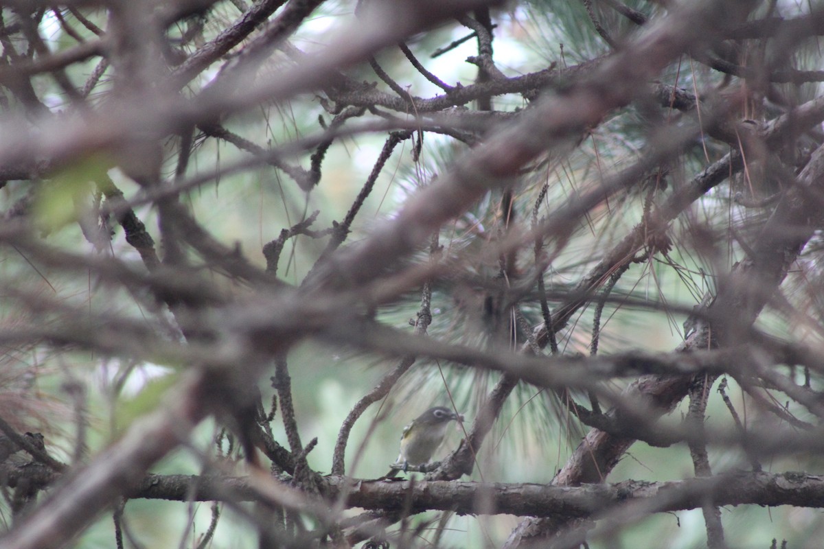 Vireo Solitario - ML377201621