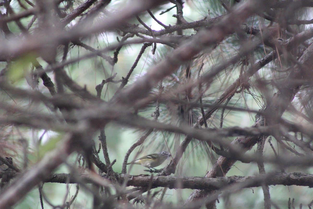 Blue-headed Vireo - ML377201721