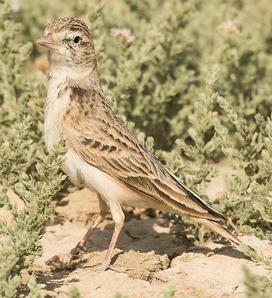 Greater Short-toed Lark - ML377203101