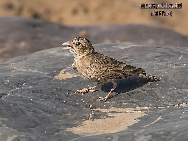 Ashy-crowned Sparrow-Lark - ML377203641