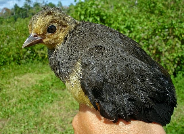 Talégalo Maleo - ML377203891