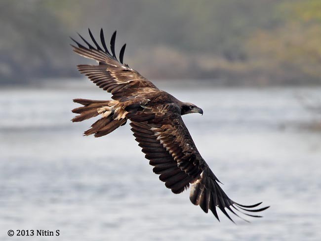 Pallas's Fish-Eagle - ML377204451