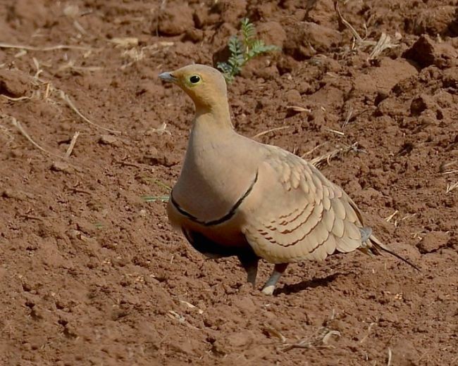 Chestnut-bellied Sandgrouse (Asian) - ML377204851