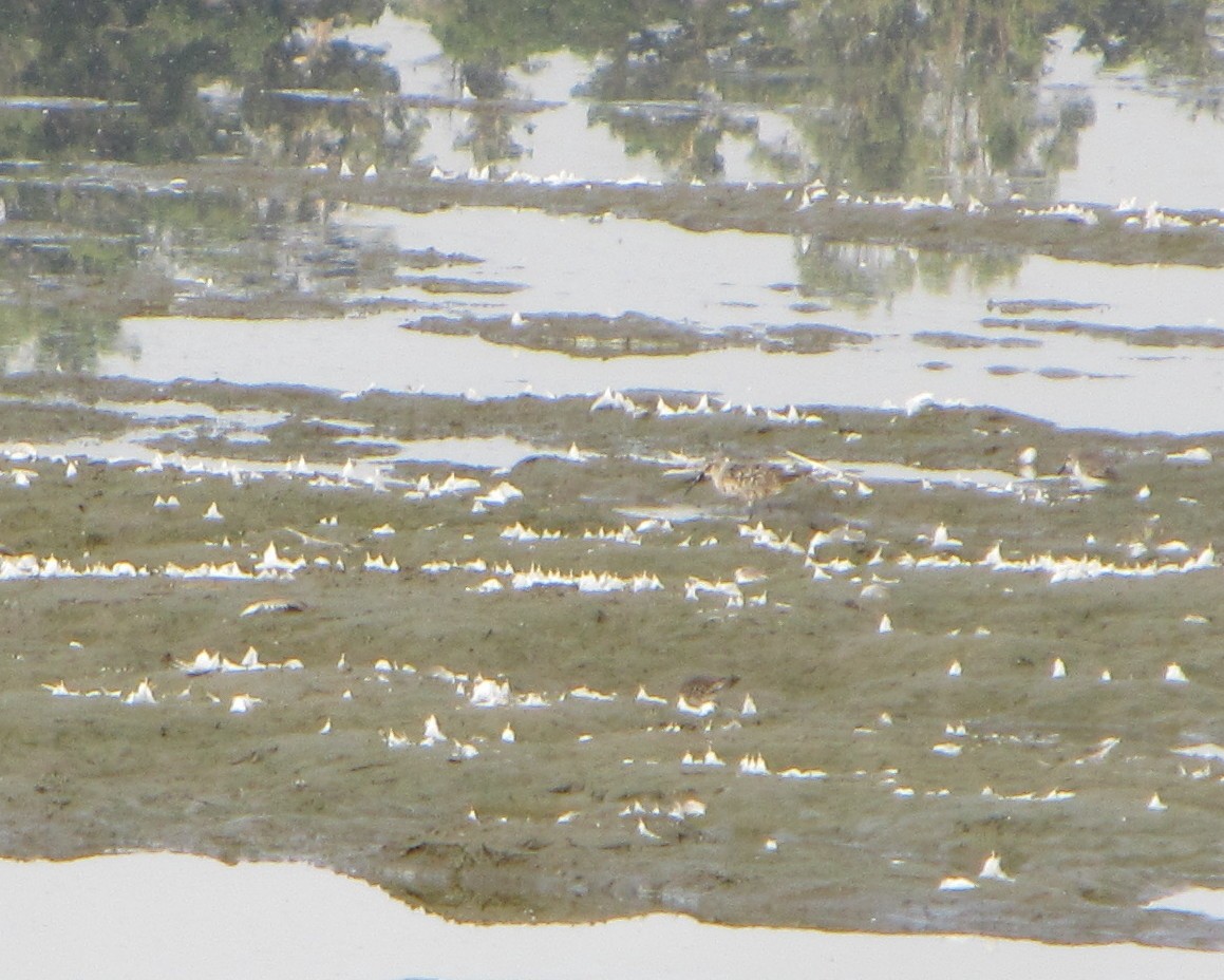 Curlew Sandpiper - ML37720501