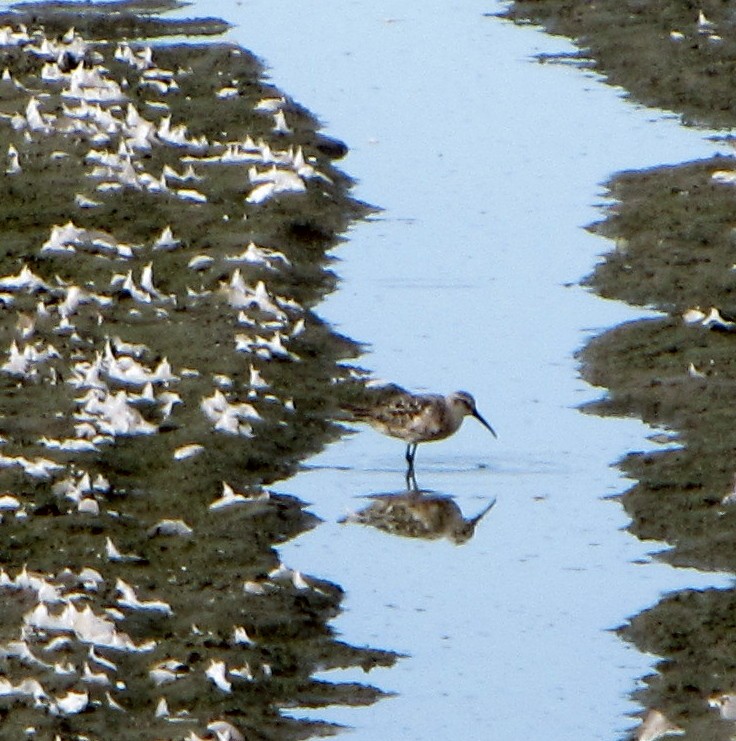 Sichelstrandläufer - ML37720511