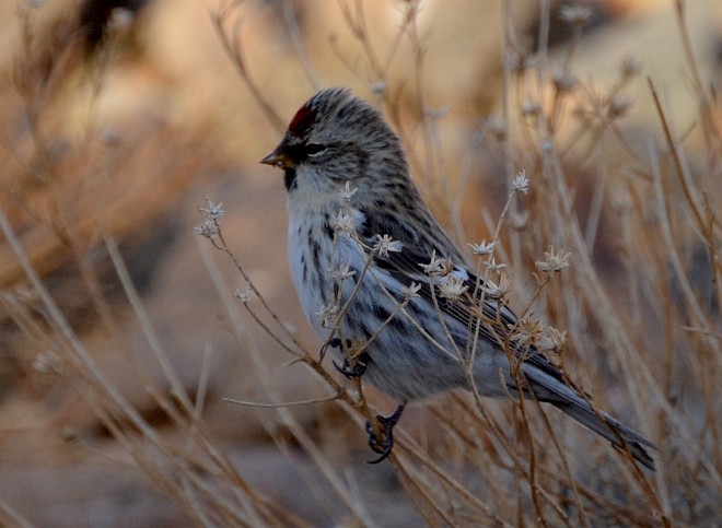 čečetka zimní (ssp. flammea) - ML377206181