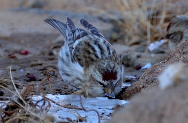 čečetka zimní (ssp. flammea) - ML377206221