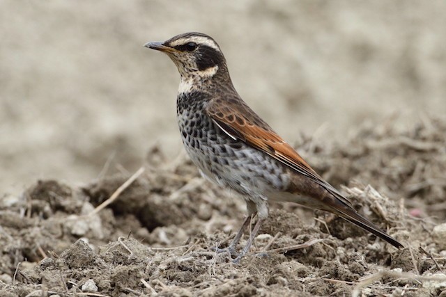 Dusky Thrush - ML377206531