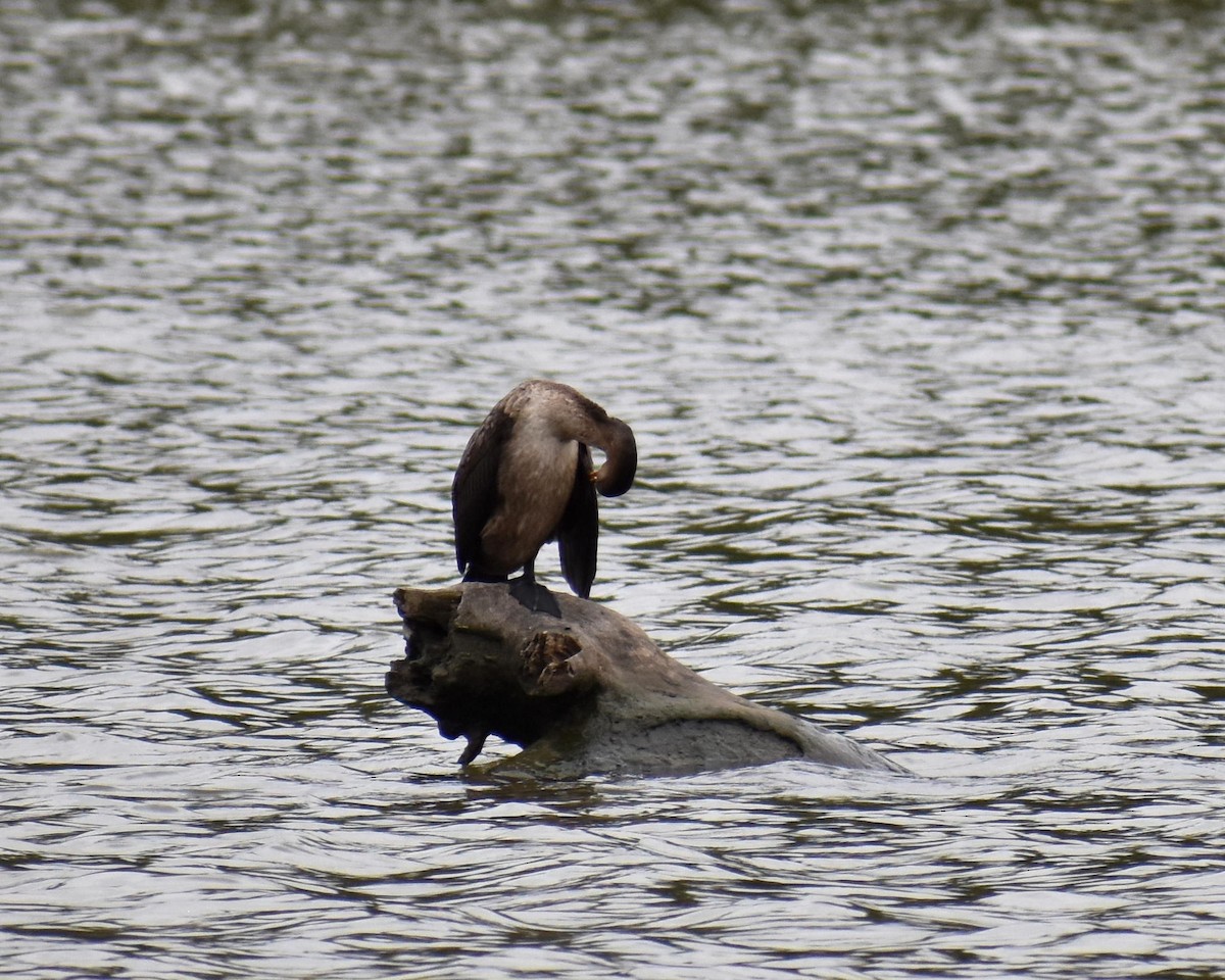 Cormorán Orejudo - ML377206781