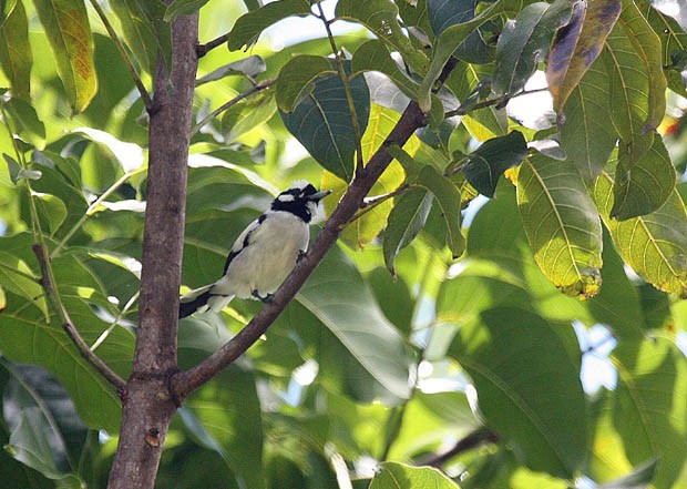 White-naped Monarch - ML377207101