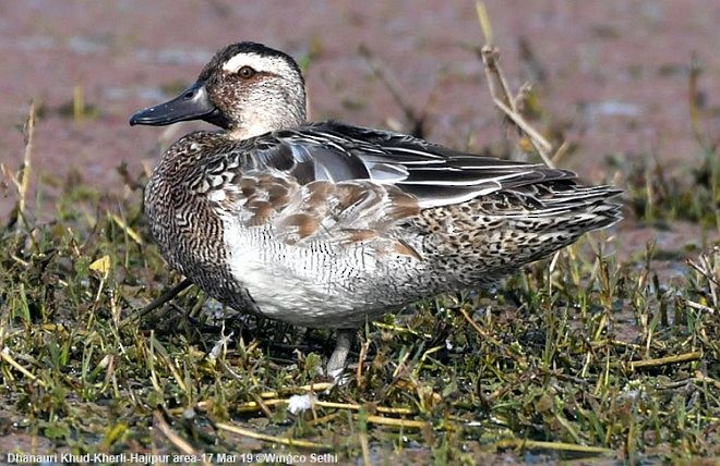 Garganey - ML377207231