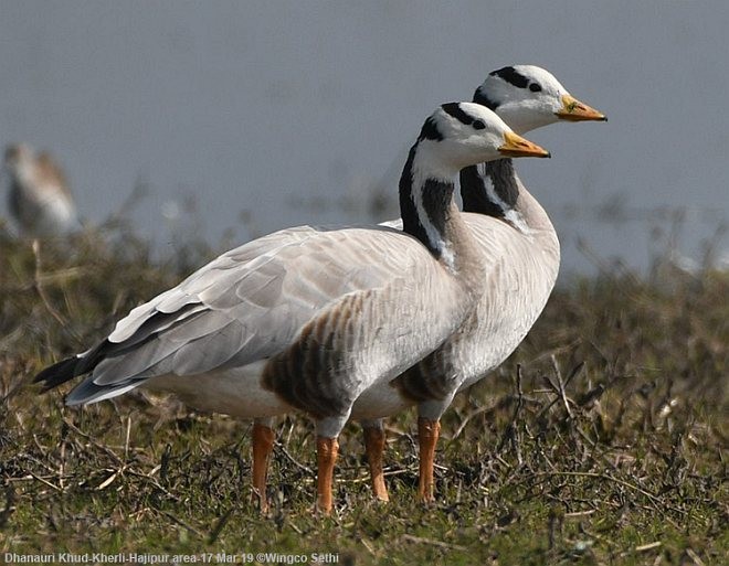 Bar-headed Goose - ML377207251