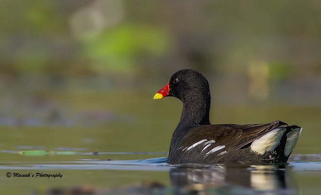 Eurasian Moorhen - ML377207411